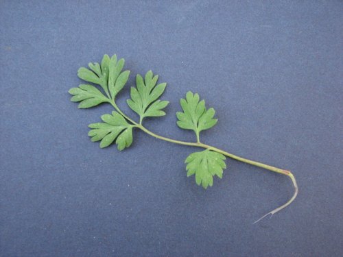 Pale Fumewort (Corydalis flavula)