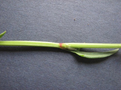 Sheep Sorrrel (Rumex acetosella)