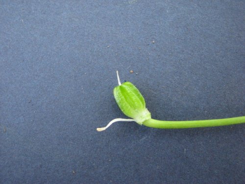 Star of Bethlehem (Ornithogalum umbellatum)