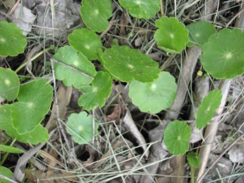 Floating Pennyroyal (Hydrocotyle ranunculoides)