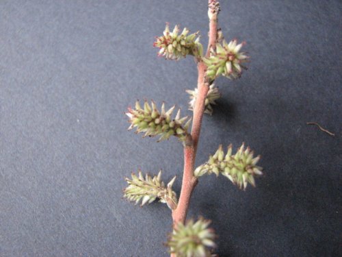 Prairie Willow (Salix humilis)