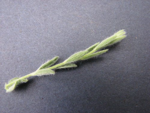 silver wild morningglory (Evolvulus nuttallianus)