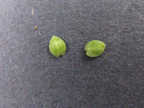 Veiny Pepperweed (Lepidium oblongum)