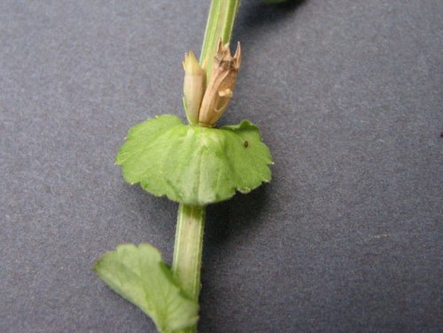 Clasping Leaf Venus' Looking G (Triodanis perfoliata)