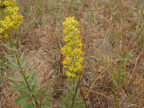 Showywand Goldenrod (Solidago speciosa)