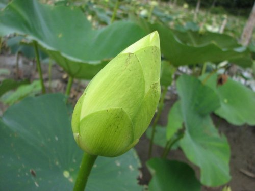 American Lotus (Nelumbo lutea)