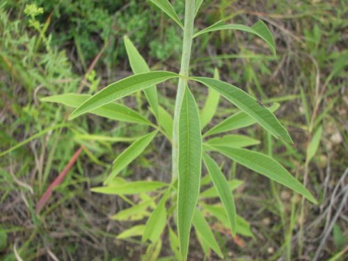 Tall Coreopsis (Coreopsis tripteris)