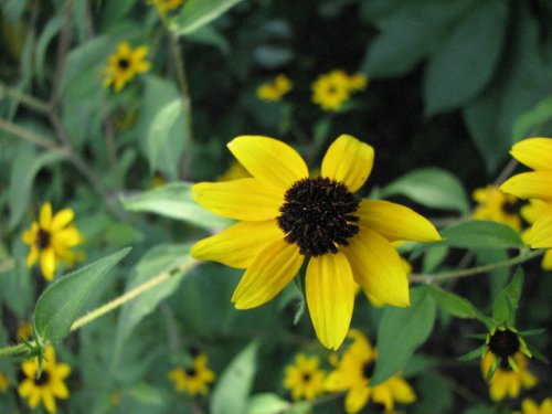 Brown-eyed Susan (Rudbeckia triloba)