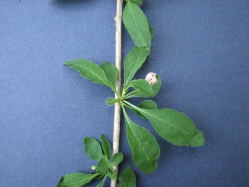 Matrimony Vine (Lycium barbarum)