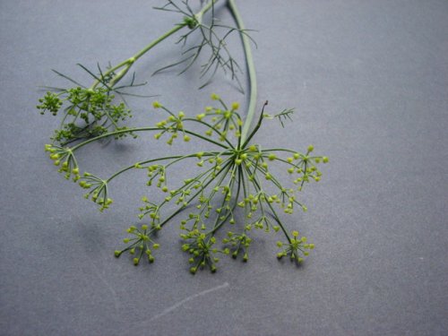 Dill (Anethum graveolens)