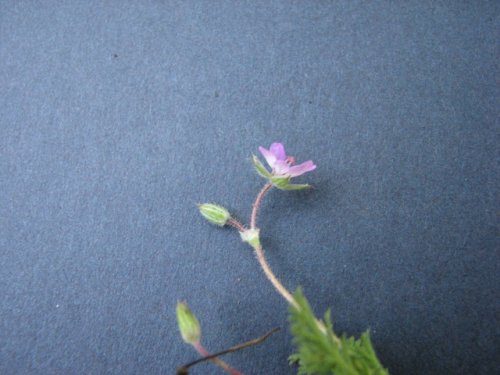 Red Stem Stork's Bill (Erodium cicutarium)