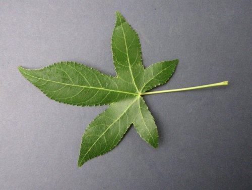 American Sweetgum (Liquidambar styraciflua)