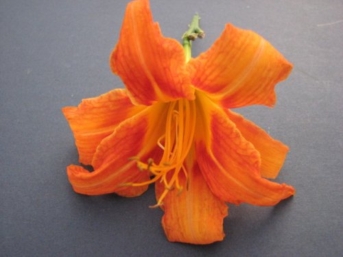 Orange Day Lily (Hemerocallis fulva)