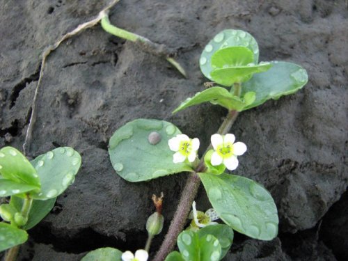 Disk Leaf Water Hyssop (Bacopa rotundifolia)