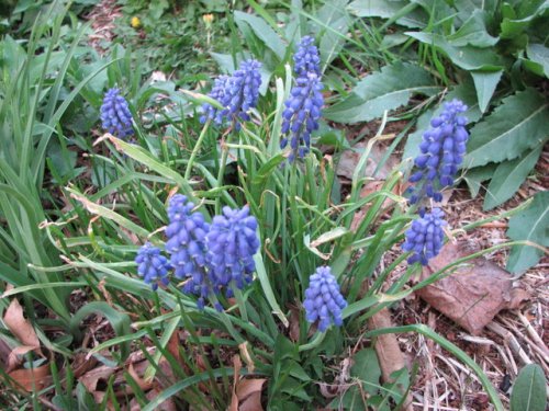 Common Grape Hyacinth (Muscari botryoides)