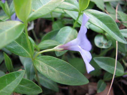 Lesser Periwinkle (Vinca minor)