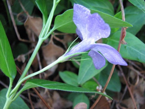 Greater Periwinkle (Vinca major)