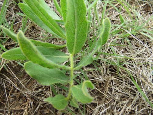 Woolly Milkweed (Asclepias lanuginosa)