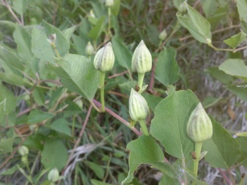 Narrowleaf morning glory (Ipomoea shumardiana)