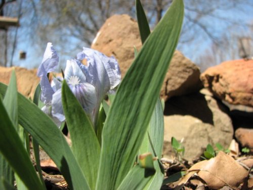 Dwarf bearded Iris (Iris pumila)