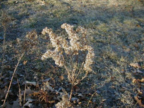 Gray Goldenrod (Solidago nemoralis)