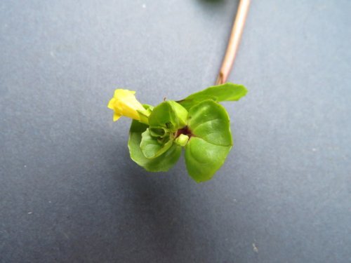 Roundleaf Monkeyflower (Mimulus glabratus)