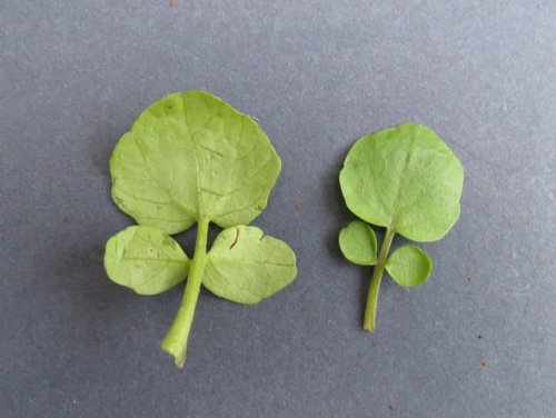 Common Watercress (Nasturtium officinale)