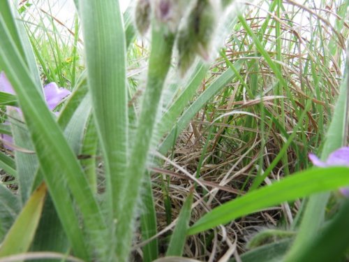 Tharp's Spiderwort (Tradescantia tharpii)