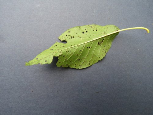 Wild Goose Plum (Prunus munsoniana)