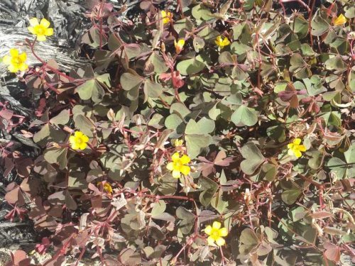 Creeping Wood Sorrel (Oxalis corniculata)