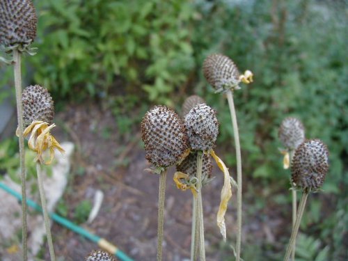 Gray-headed Coneflower (Ratibida pinnata)