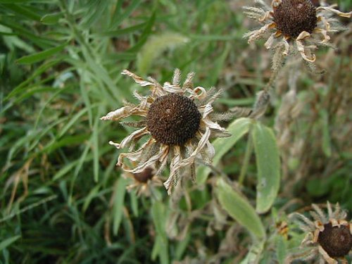 Black Eyed Susan (Rudbeckia hirta)