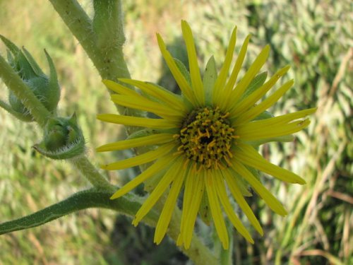 Compass Plant (Silphium laciniatum)