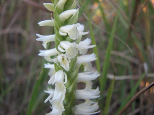 Great Plains Lady's Tresses (Spiranthes magnicamporum)