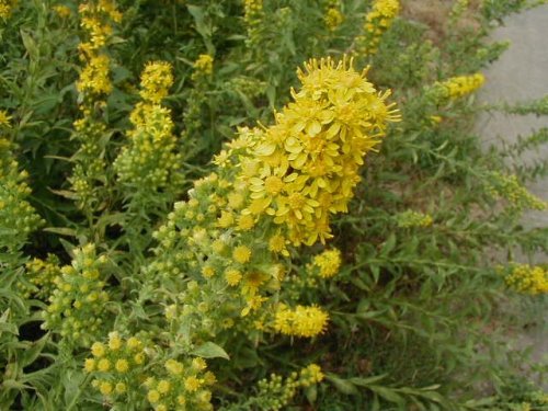 Downy Goldenrod (Solidago petiolaris)