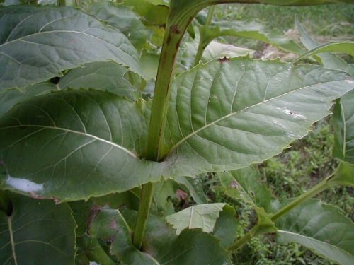 Cup Plant (Silphium perfoliatum)