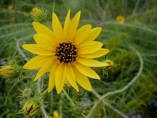 Willow Leaf Sunflower (Helianthus salicifolius)