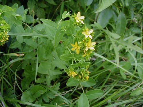 Spotted St. John's-wort (Hypericum punctatum)