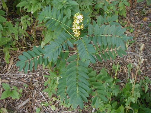 Maryland Senna (Cassia marilandica)