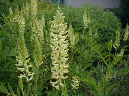 Canada Milkvetch (Astragalus canadensis)