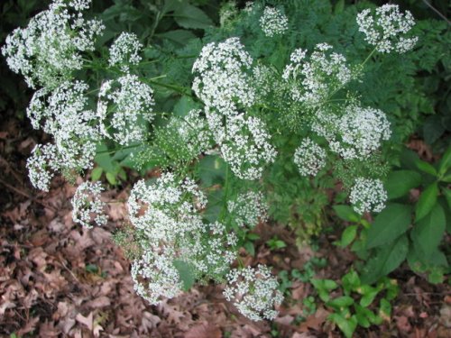 Poison Hemlock (Conium maculatum)