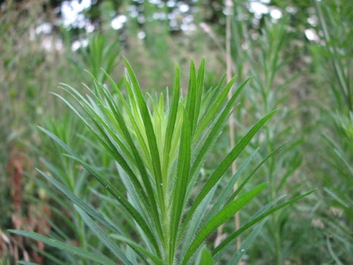 Tall Horseweed (Conyza canadensis)