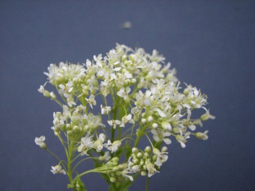 Whitetop (Lepidium draba)