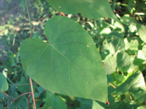 Bigroot morning glory (Ipomoea pandurata)