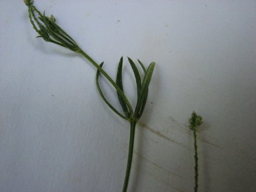 Whorled Milkwort (Polygala verticillata)