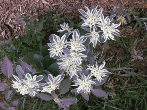 Snow on the Mountain (Euphorbia marginata)