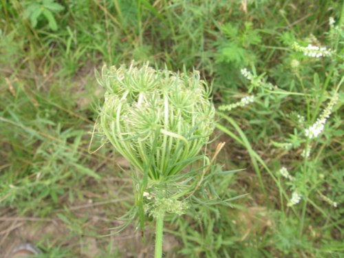 Wild Carrot (Daucus carota)