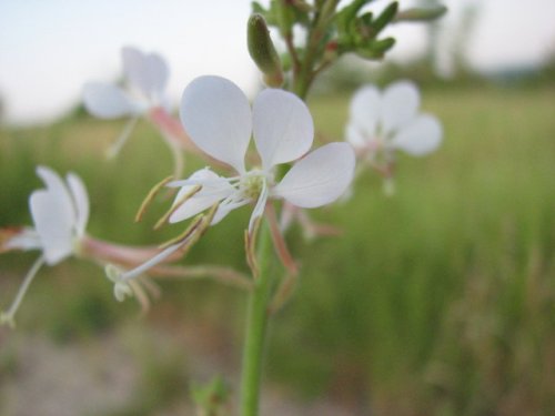 Longflower Beeblossom (Gaura longiflora)