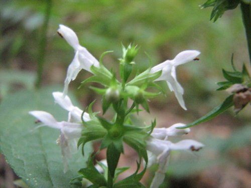 Slenderleaf Betony (Stachys tenuifolia)