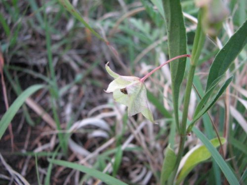 White Four-O'clock (Mirabilis albida)